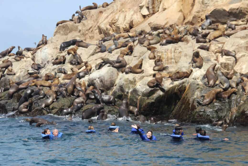 Excursion aux îles Palomino et nage avec les lions de mer