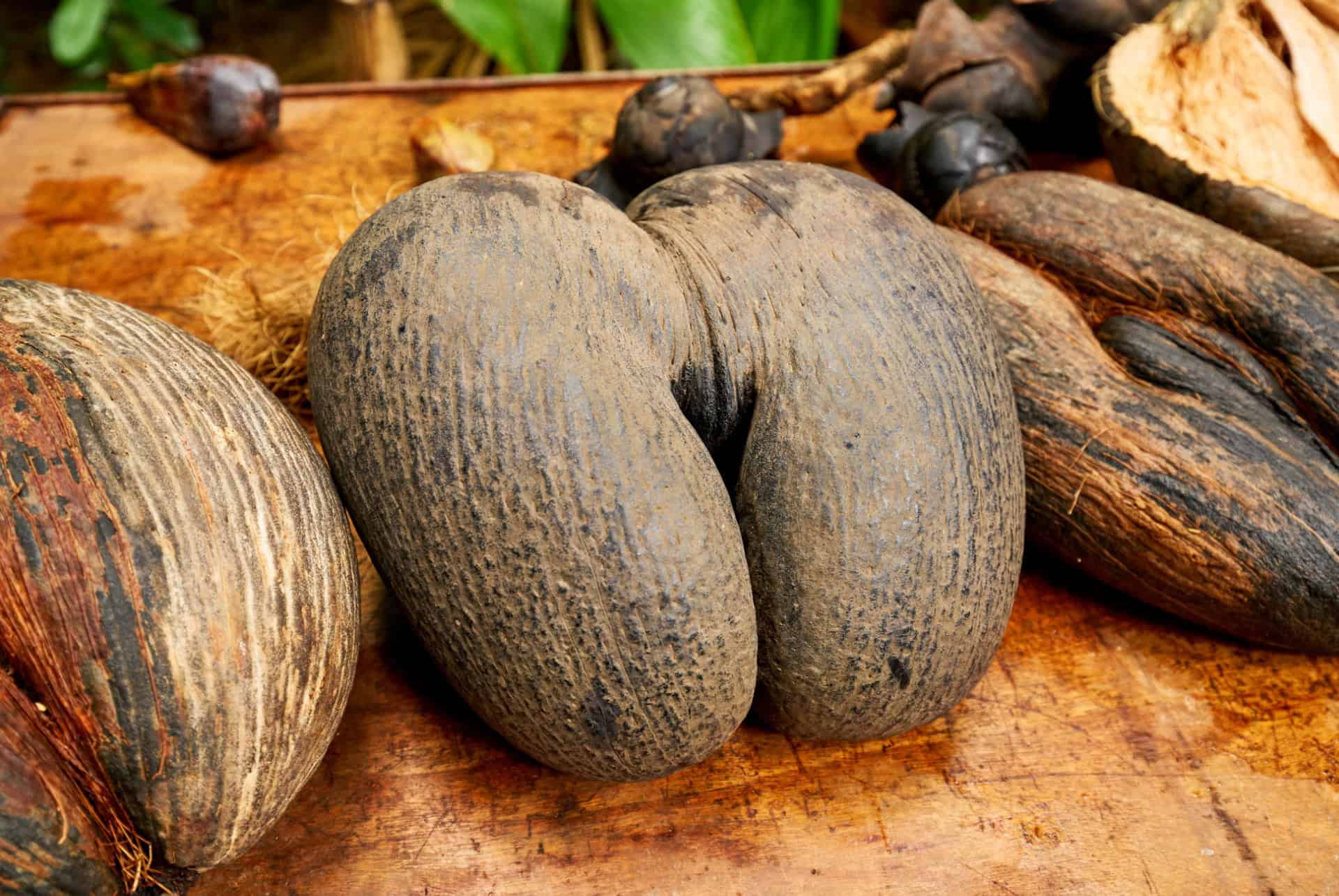 Noix de coco de mer, le fruit emblématique de la Vallée de Mai Noix de coco de mer, le fruit emblématique de la Vallée de Mai