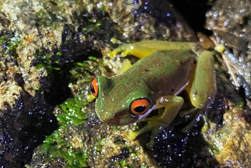 Randonnée nocturne à Monteverde