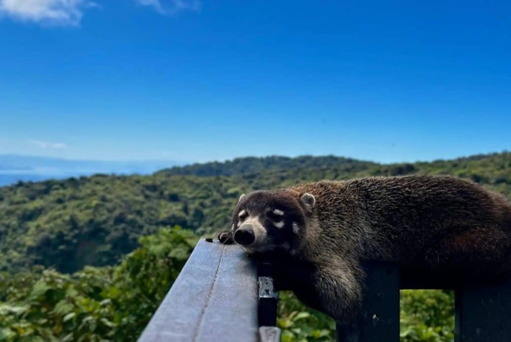 Randonnée dans la forêt nuageuse de Monteverde