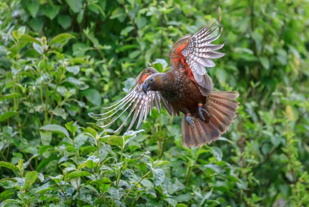 Excursion à Zealandia
