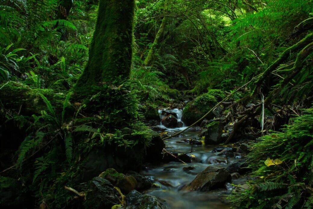 Visite nocturne de Zealandia