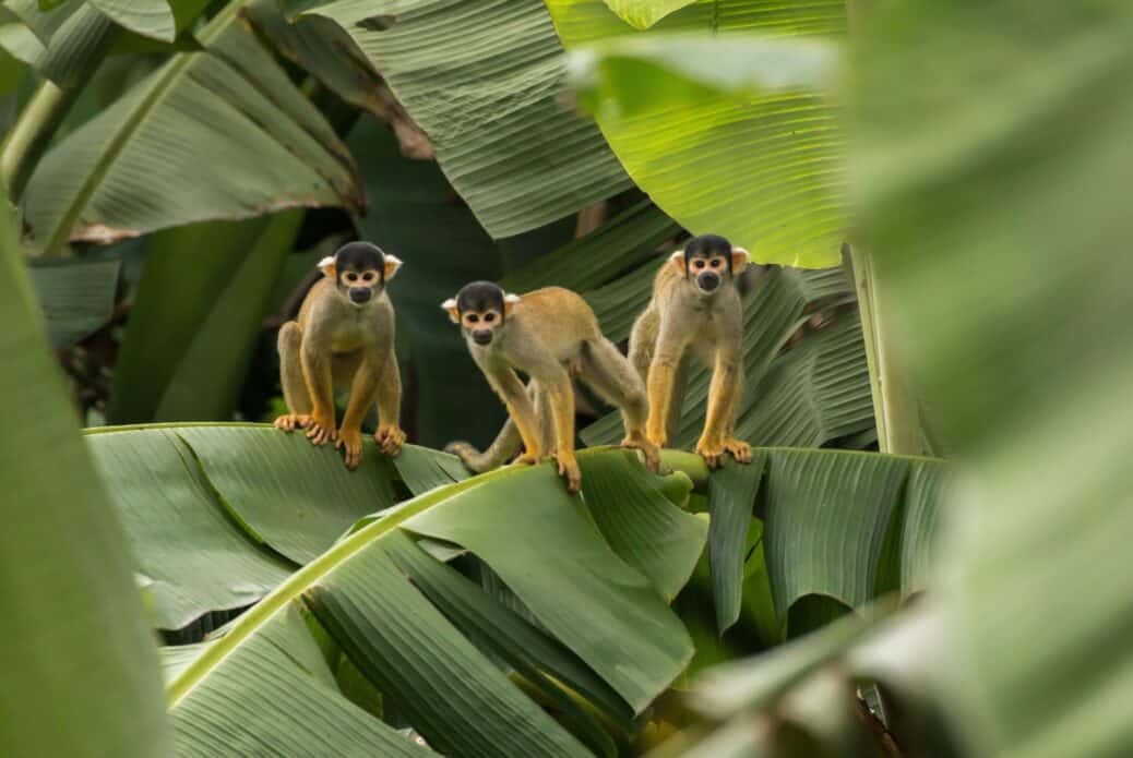 4 jours d'excursion dans la forêt tropicale de Tambopata