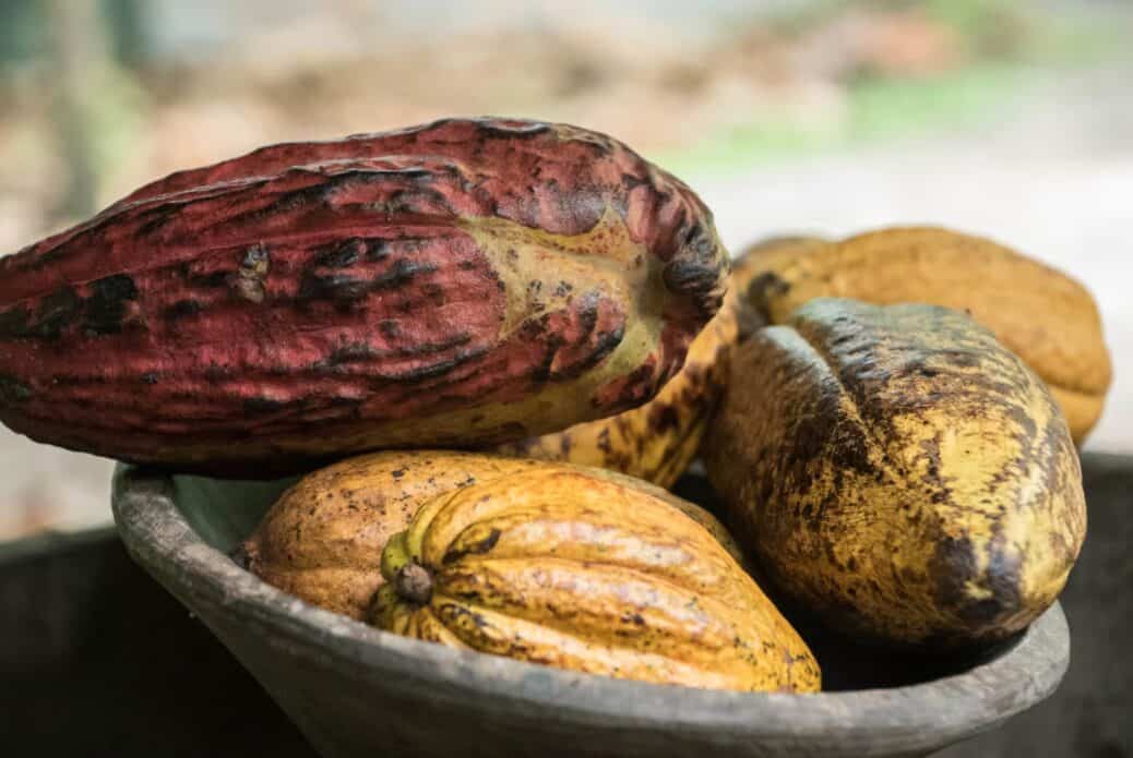 Visite d'une ferme chocolatière