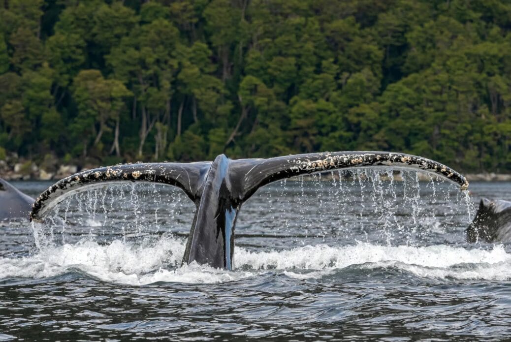 Observation des baleines au Détroit de Magellan