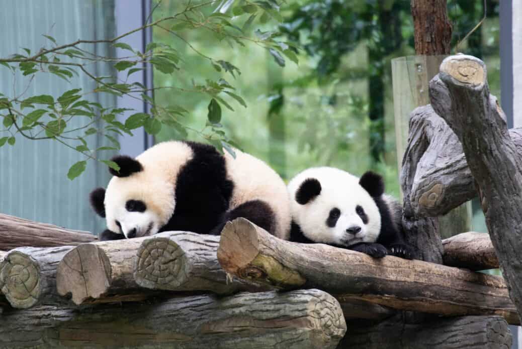 Billet pour le Chengdu Panda Base