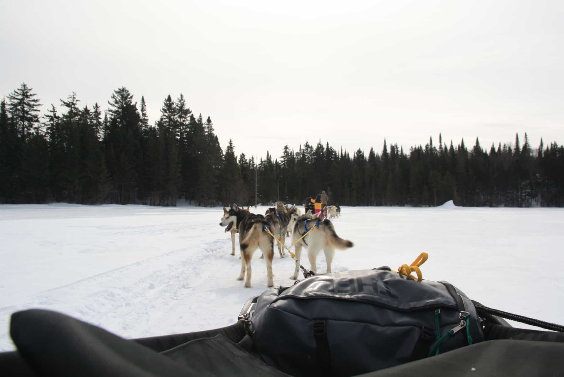 chiens de traineau laurentides canada