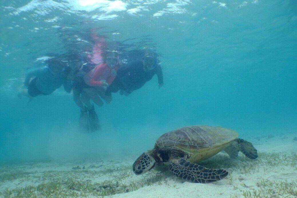 Excursion tortues à l'îlot Signal au départ de Nouméa