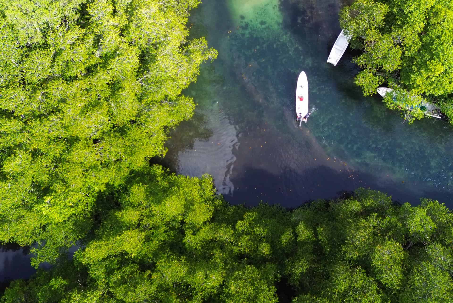 mangrove nusa lembongan