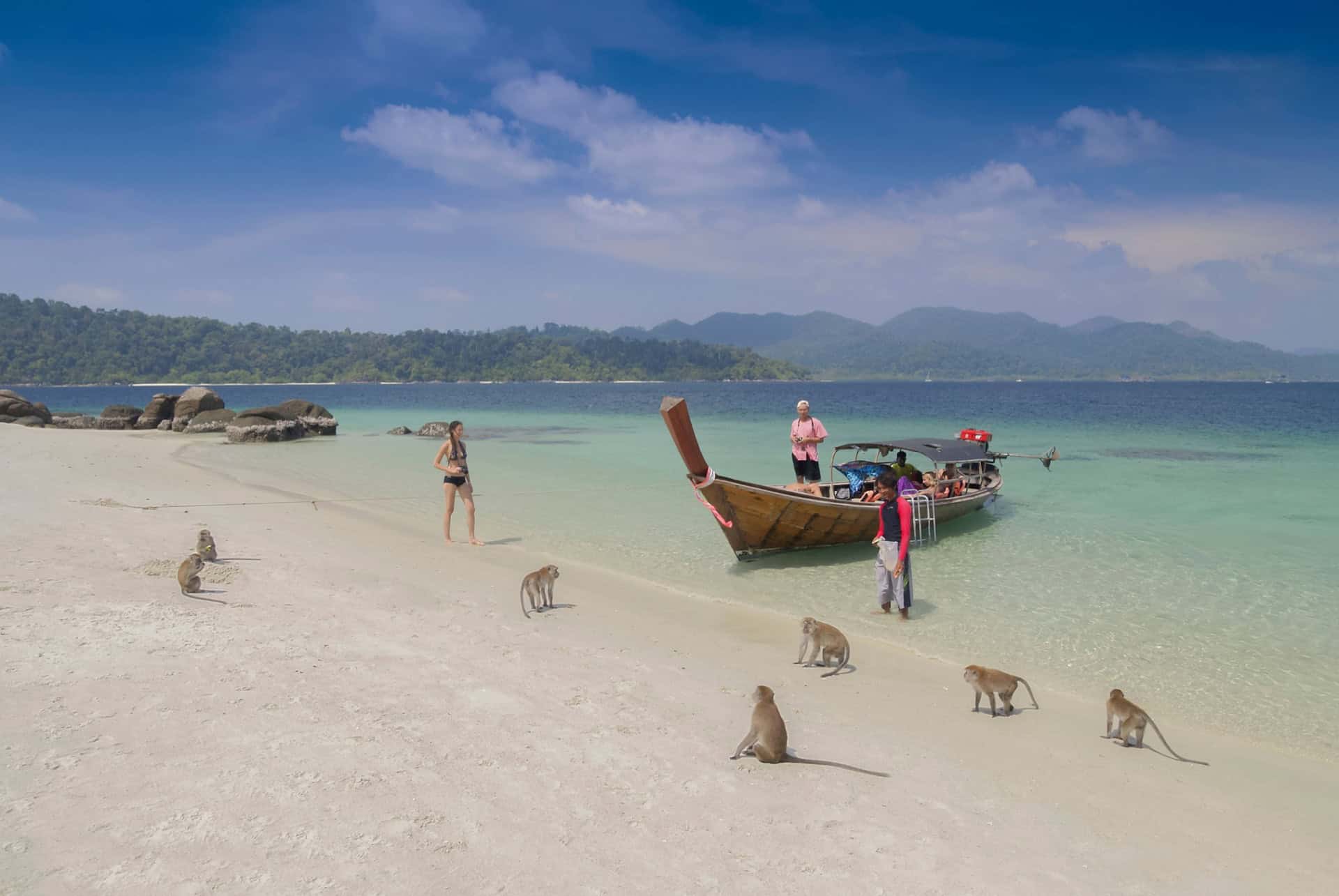 monkey beach monkey beach