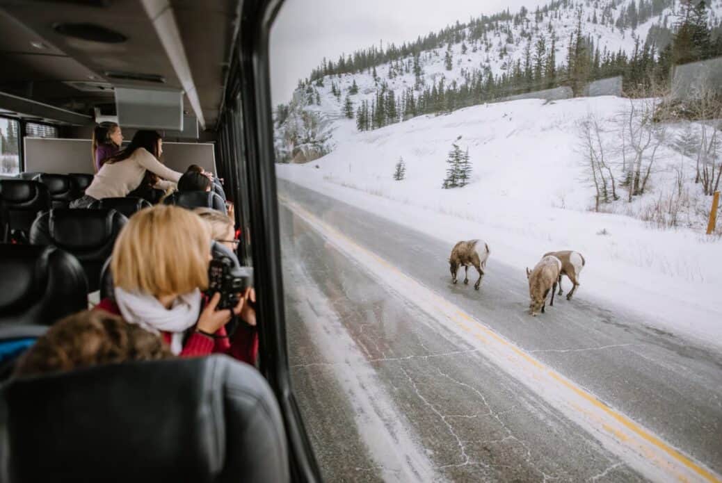 Visite en bus de la faune hivernale