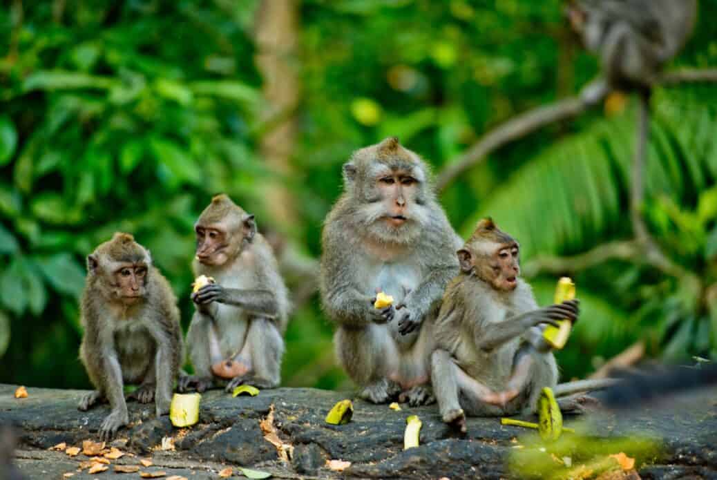 Visite privée d'Ubud avec forêt des singes