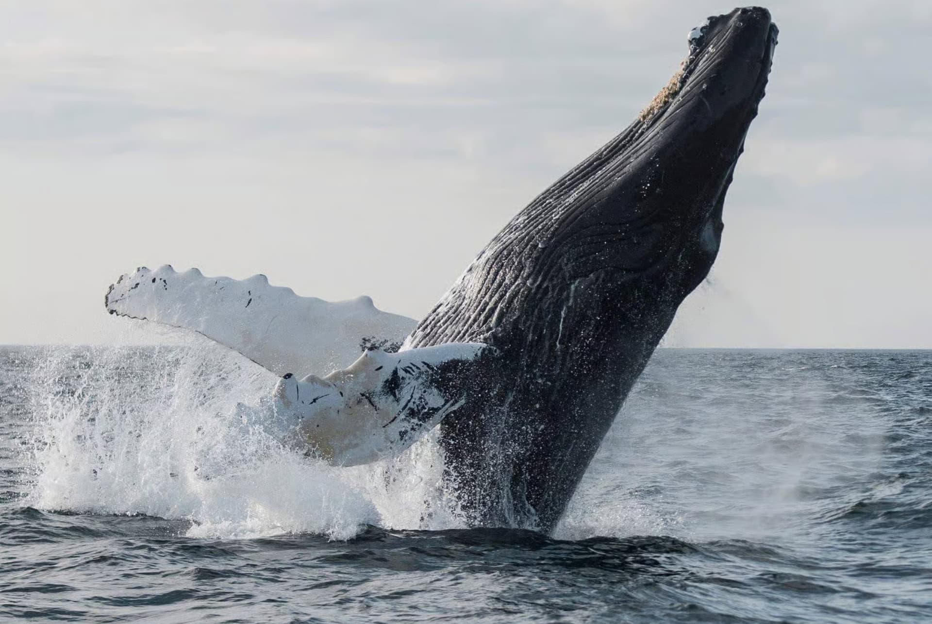 baleines au cap vert