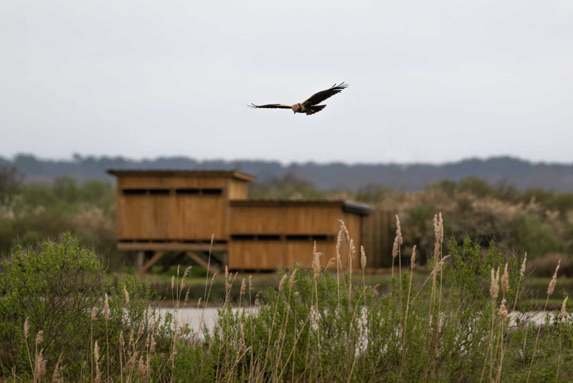 reserve ornithologique du teich