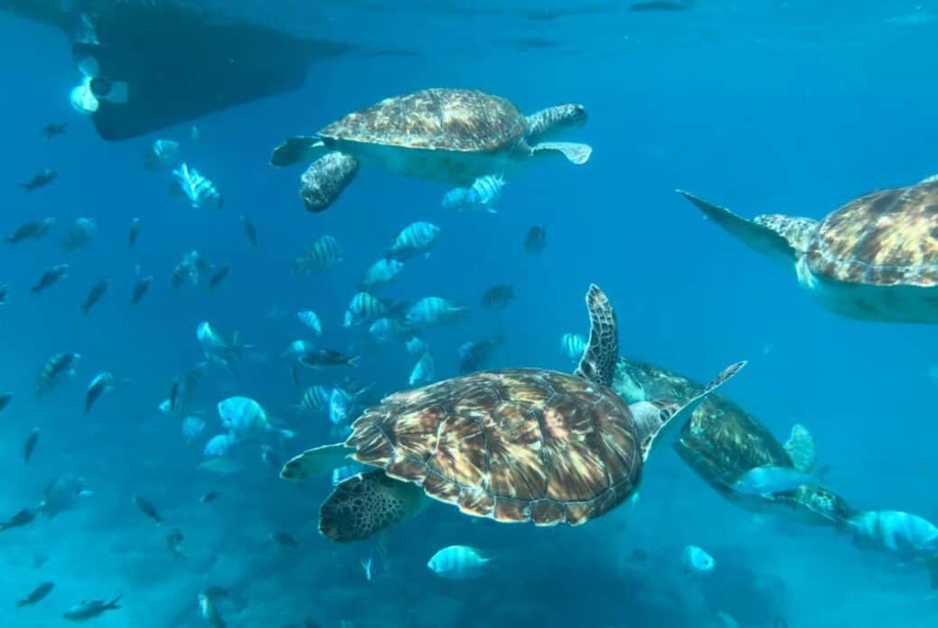 Snorkeling avec les tortues de mer à São Pedro