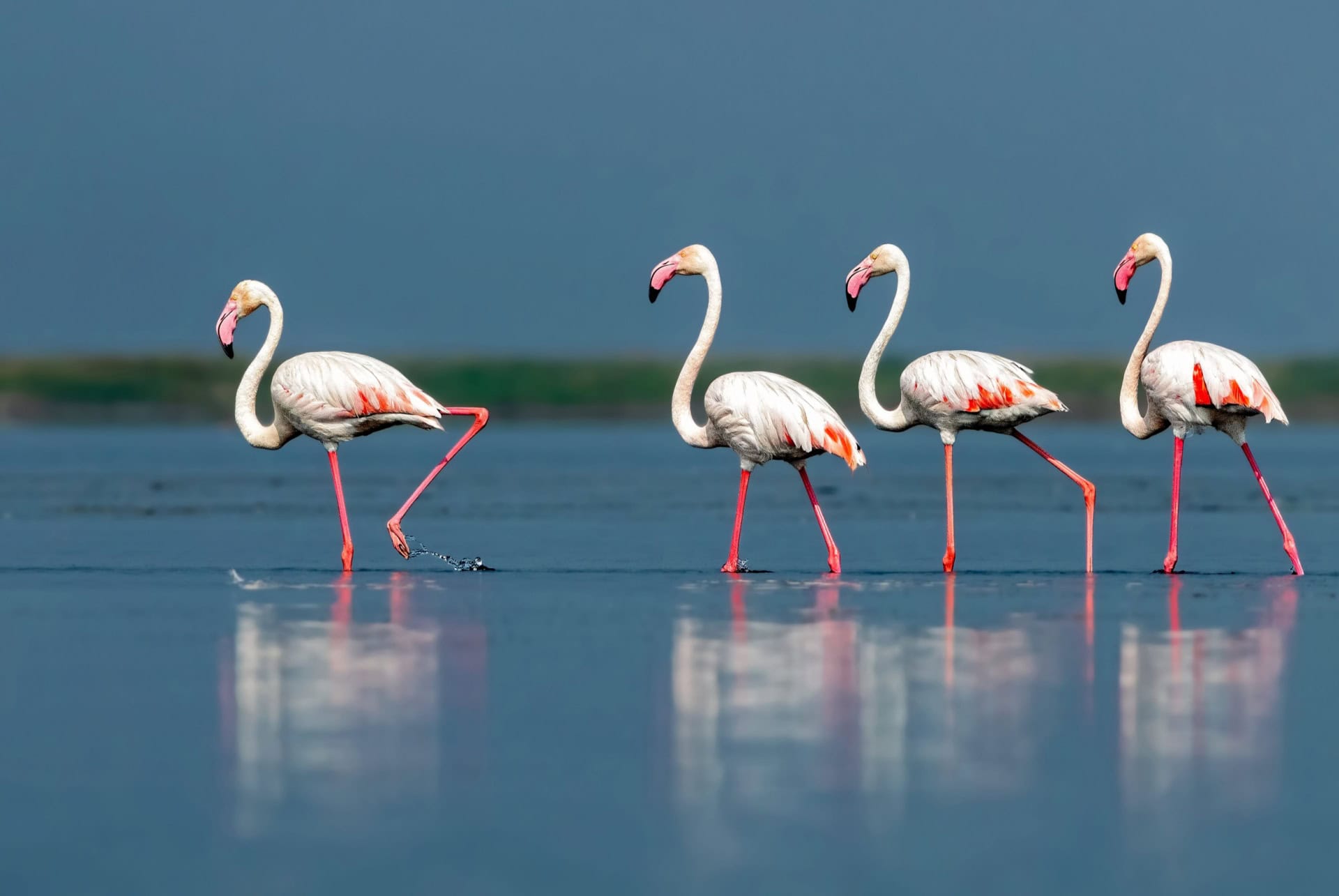 lac chilika inde lac chilika inde