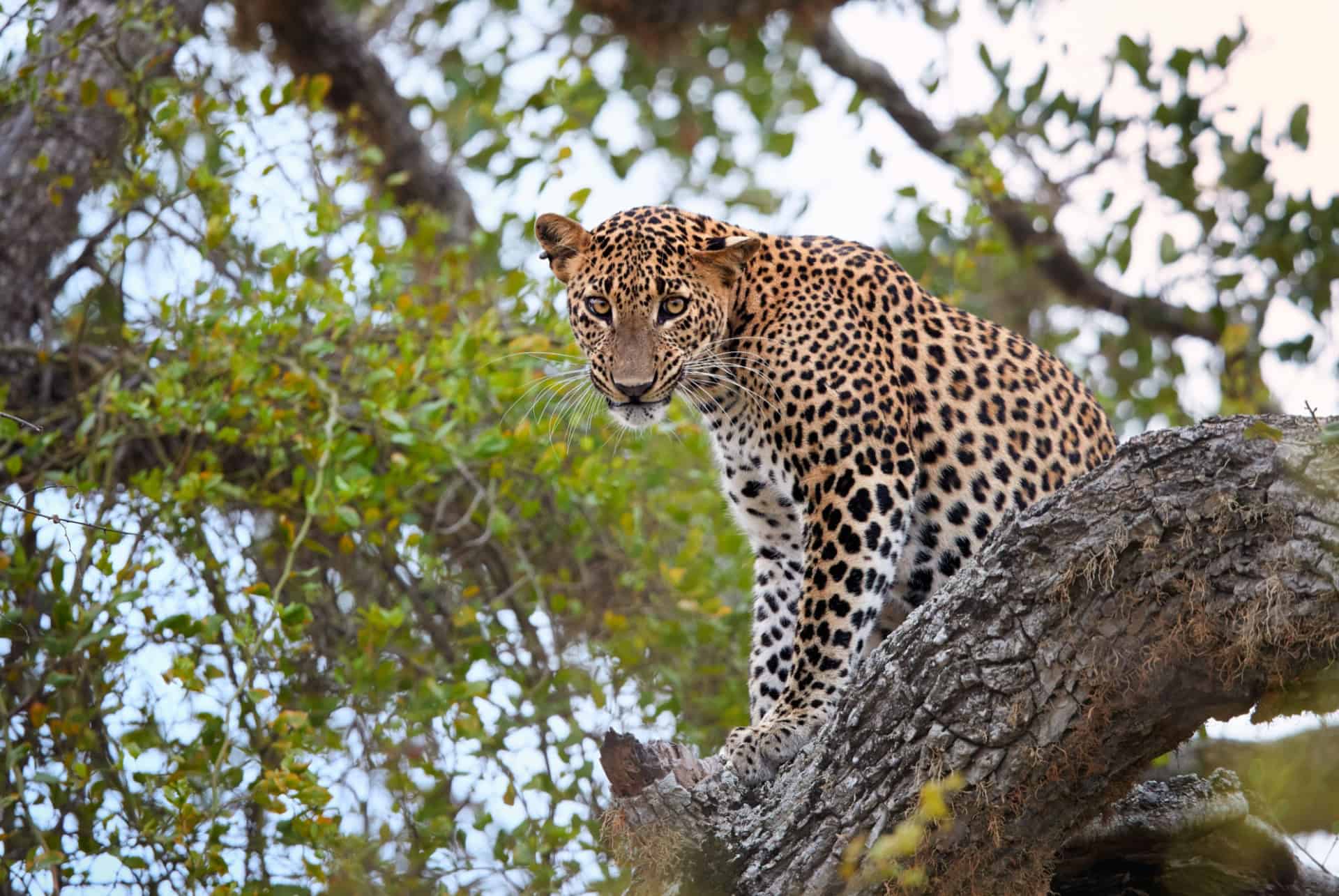 leopard au sri lanka en janvier leopard au sri lanka en janvier