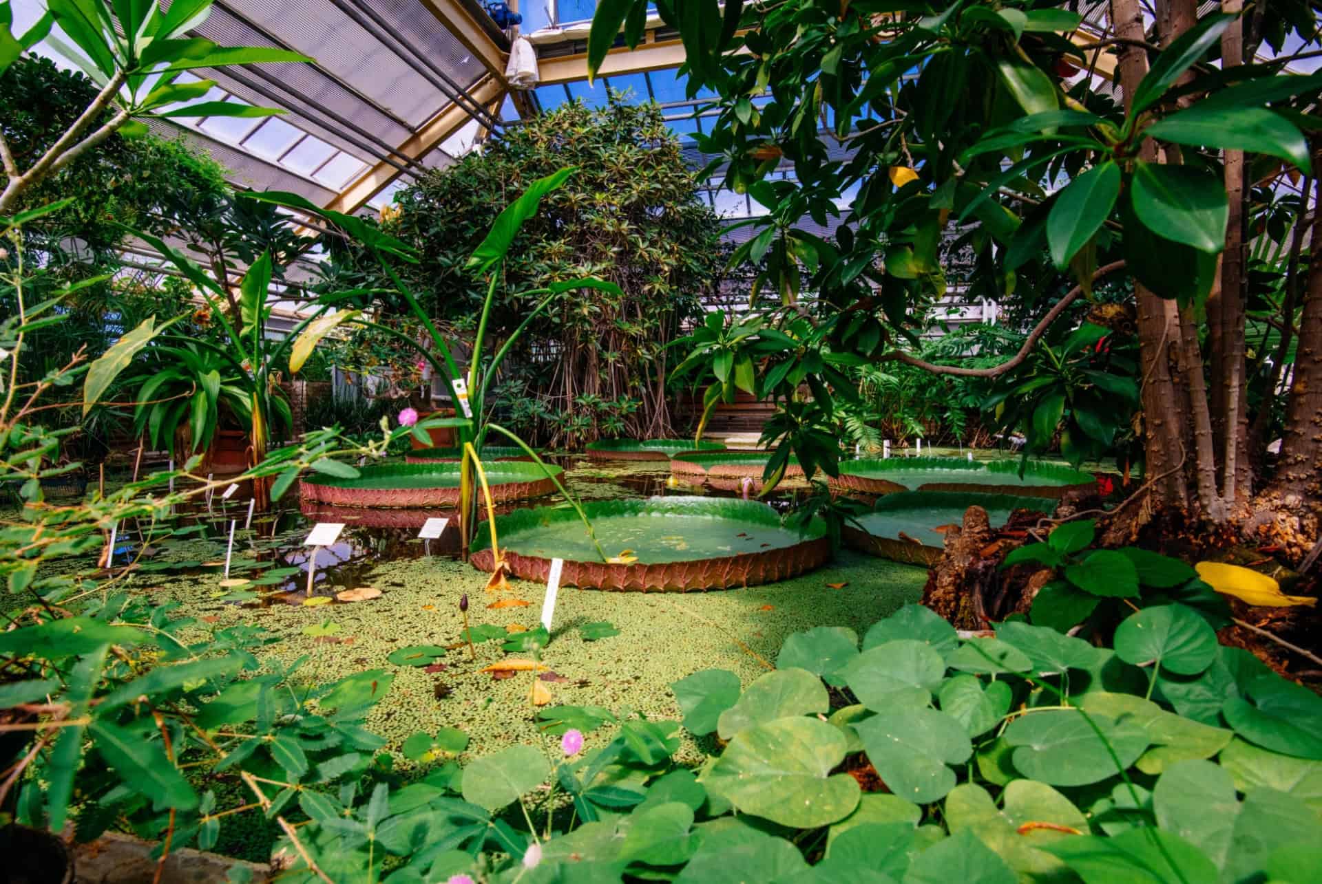 nenuphar hortus botanicus