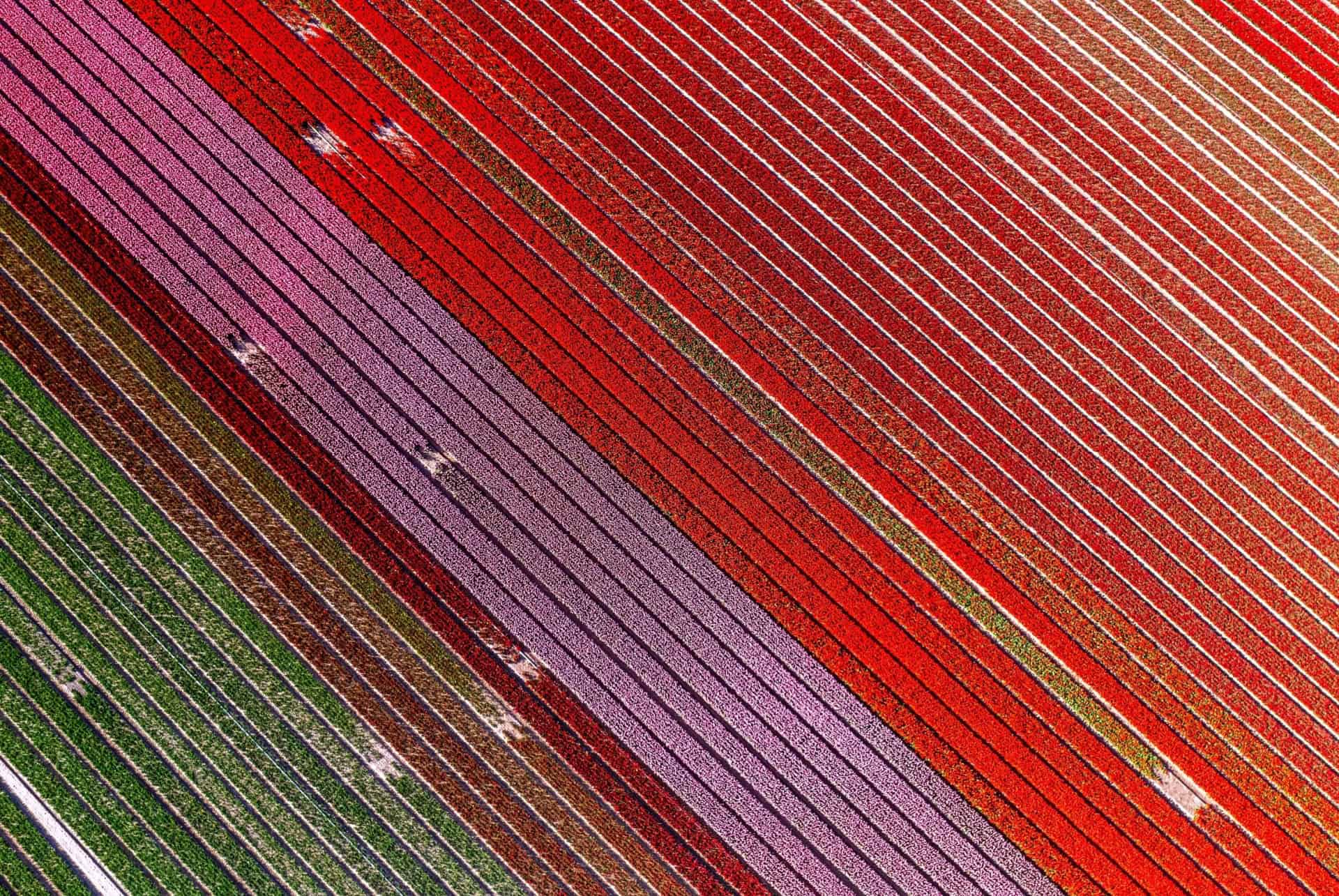 tulip barn amsterdam tulip barn amsterdam