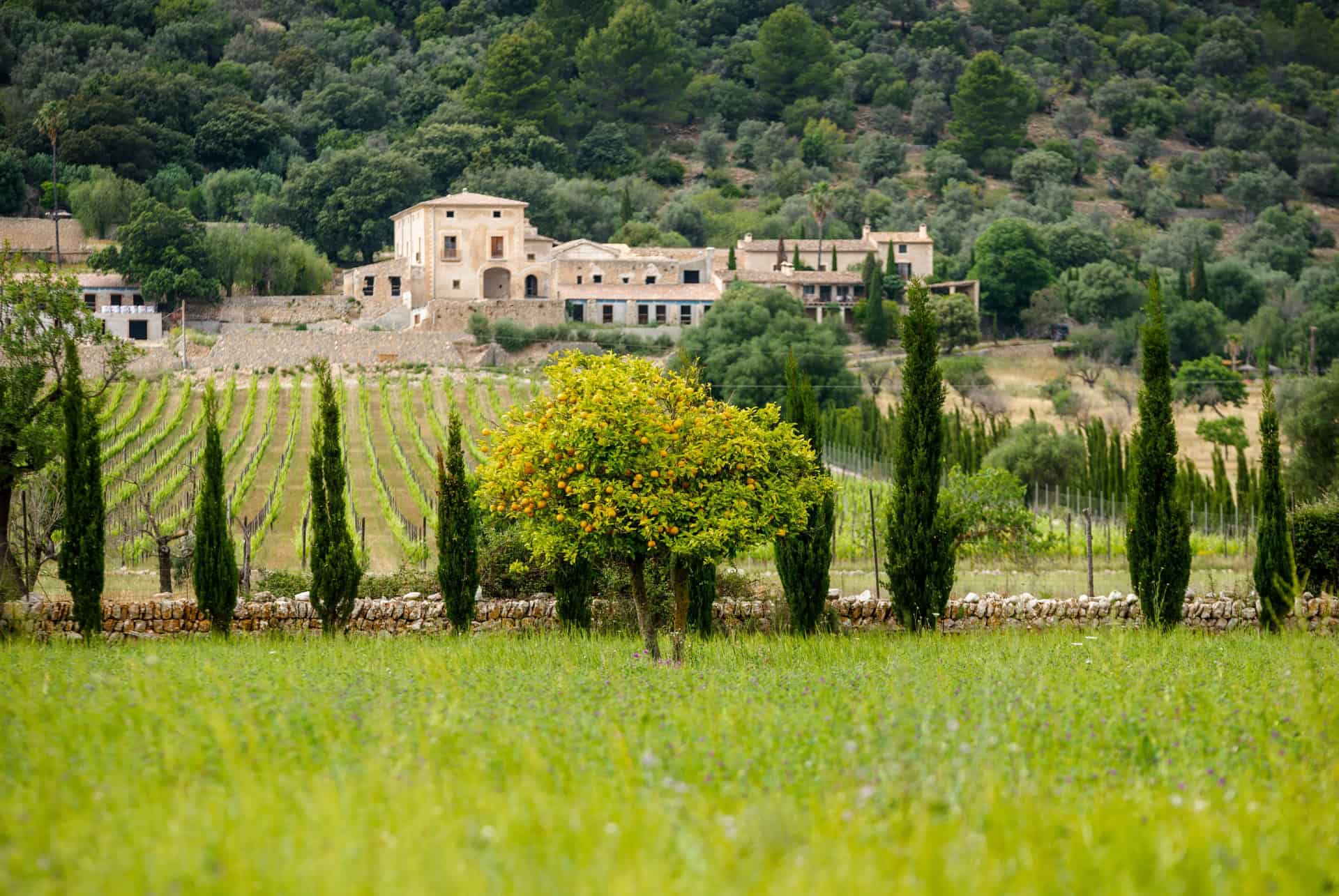 domaine viticole majorque en septembre