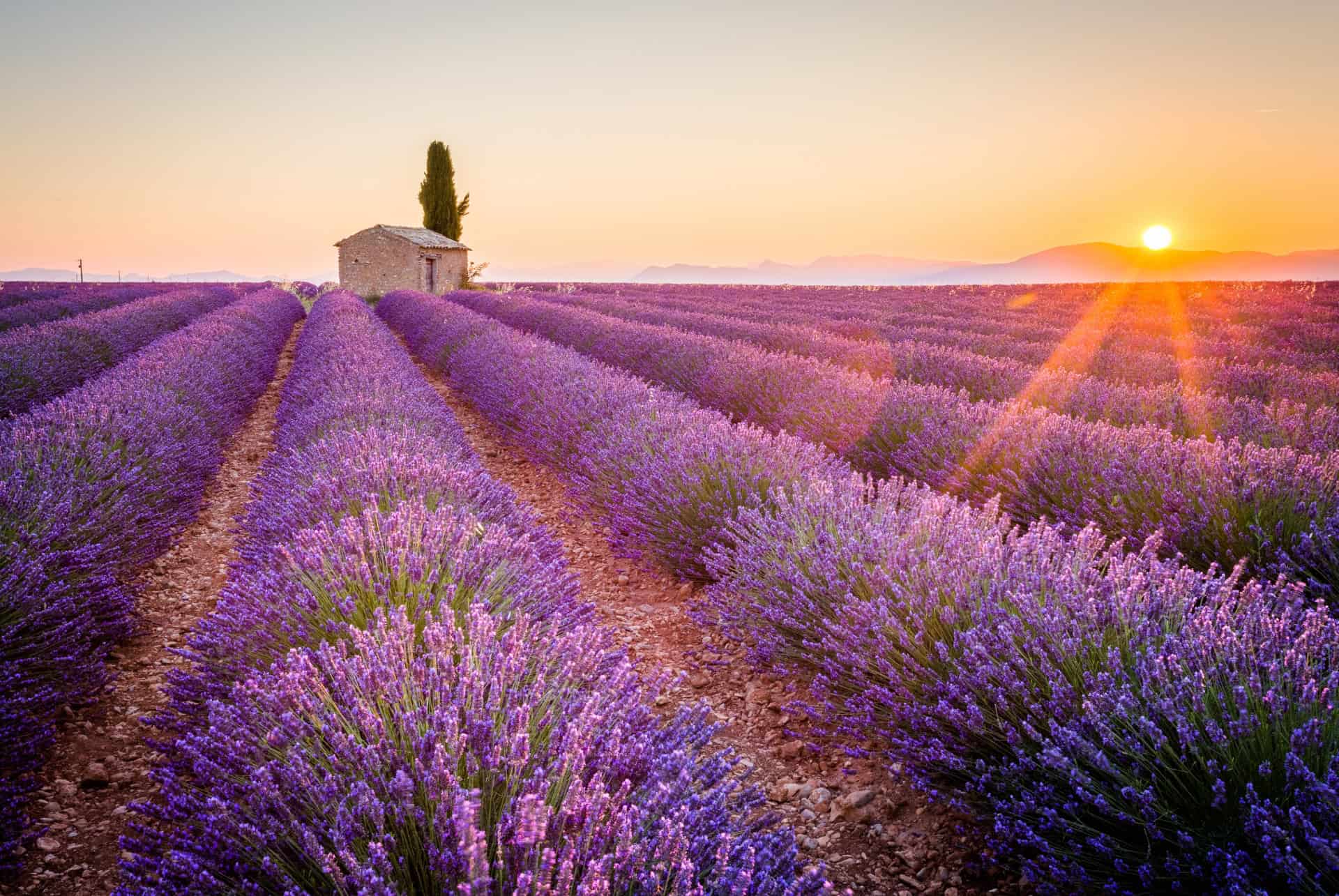 Rangs de lavande en fleurs et cabanon en pierre au coucher du soleil en Provence Rangs de lavande en fleurs et cabanon en pierre au coucher du soleil en Provence