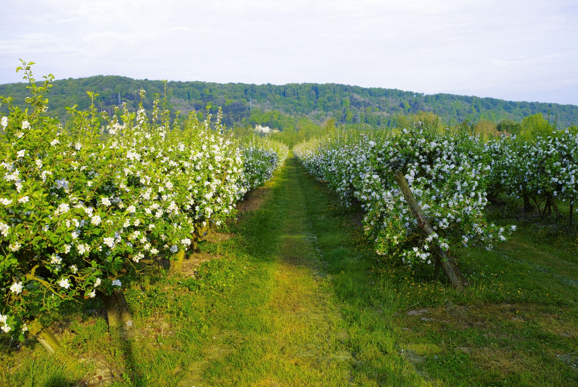 domaine cidrerie domaine cidrerie