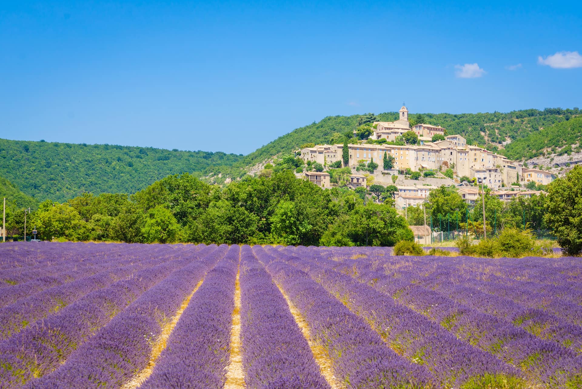 Champ de lavande en fleurs au pied du village perché de Banon Champ de lavande en fleurs au pied du village perché de Banon