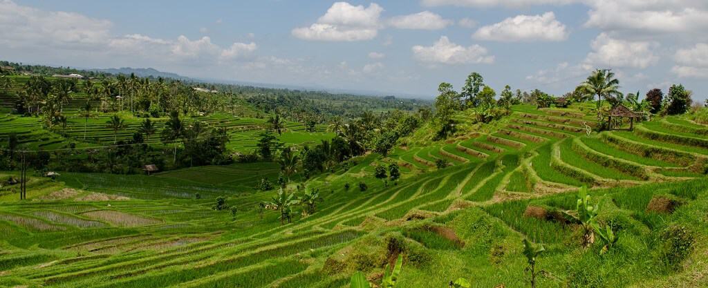 Les rizières de Jatiluwih