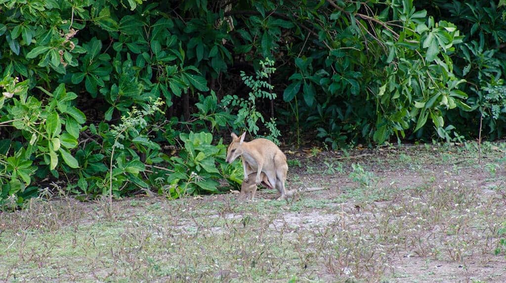 Bébé kangourou sortant de la poche