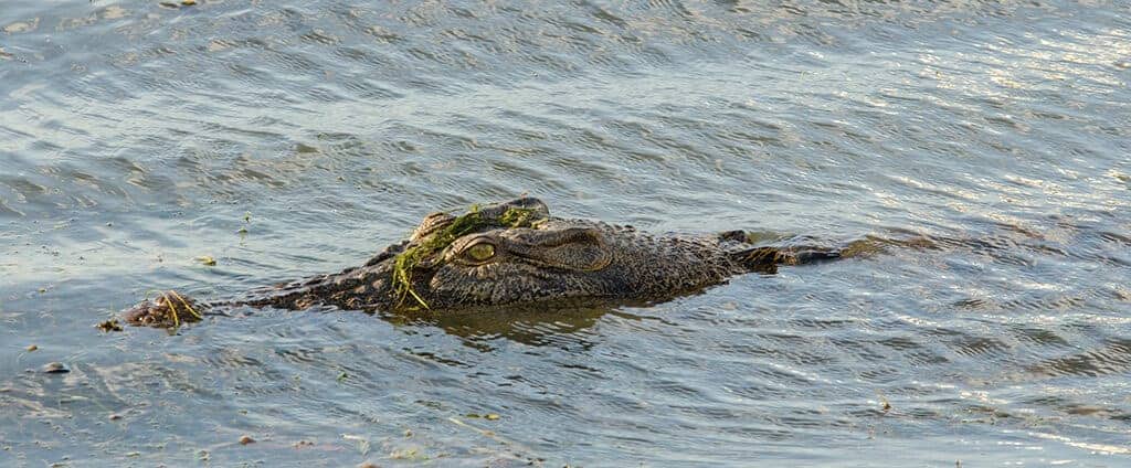 Crocodiles dans le Kakadu