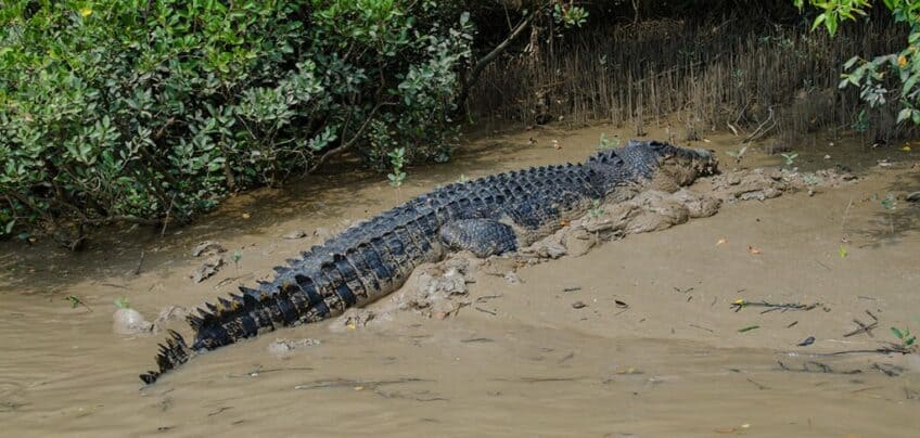 crocodile marin de 5m