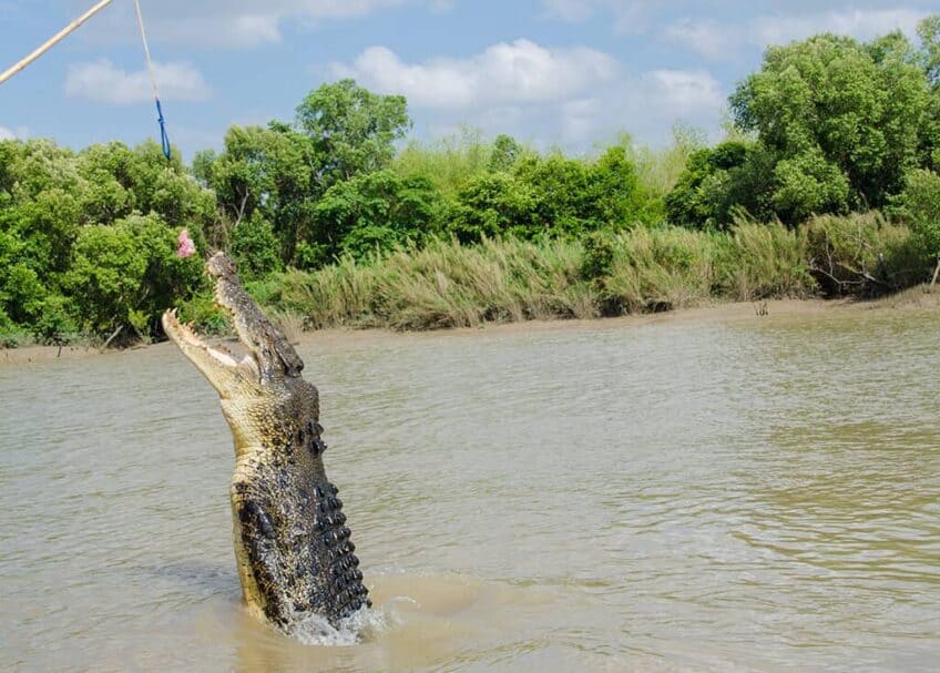 crocodile marin qui saute - darwin