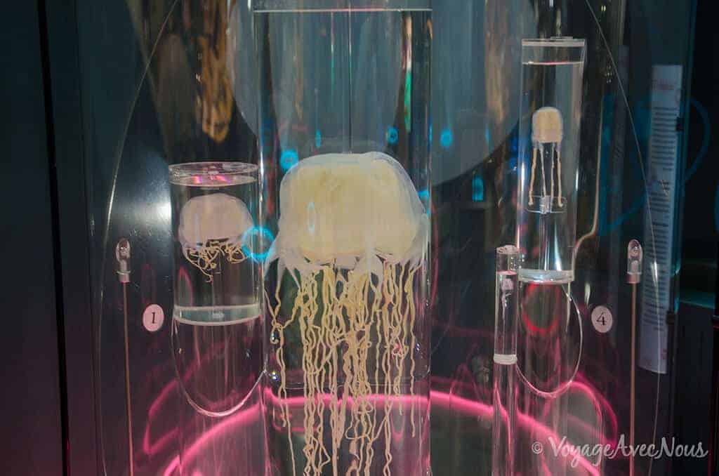 méduse mortelle darwin