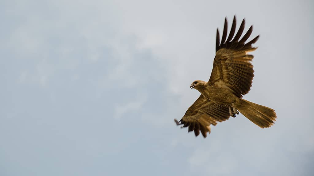 rapace-pret-à-voler