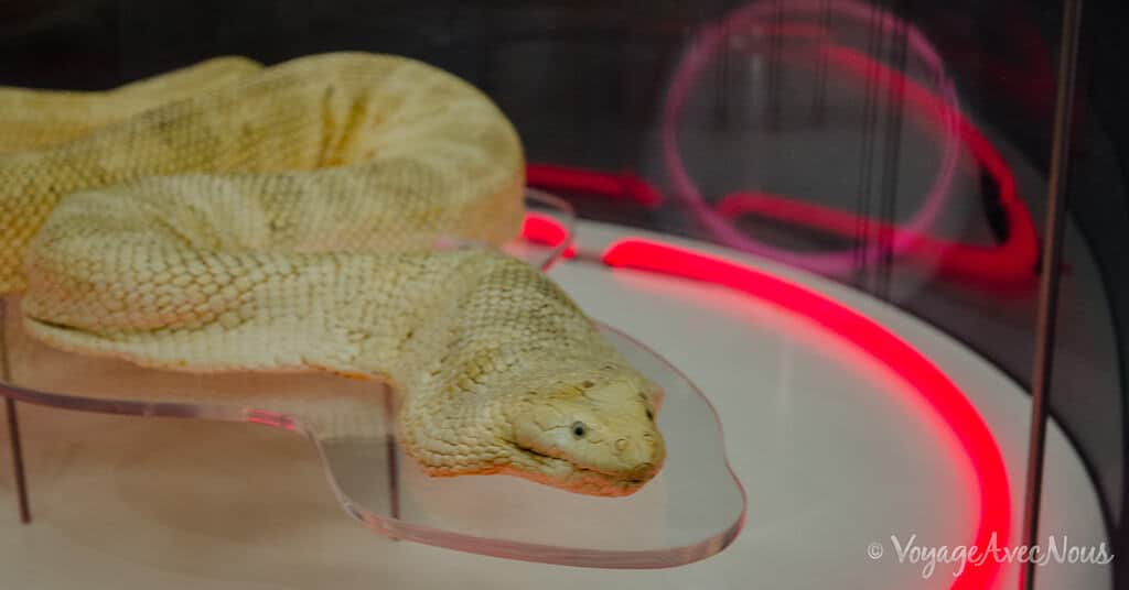 Serpent de mer à Darwin