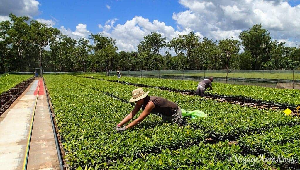 Travailler en Australie