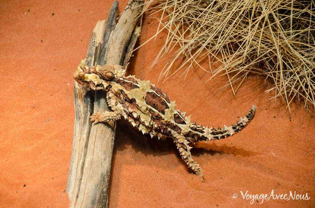 Le-Thorny-Devil