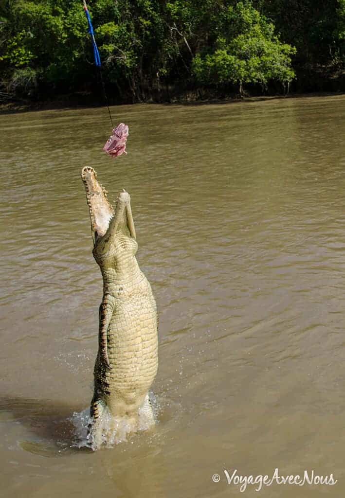 crocodiles-marins-australie