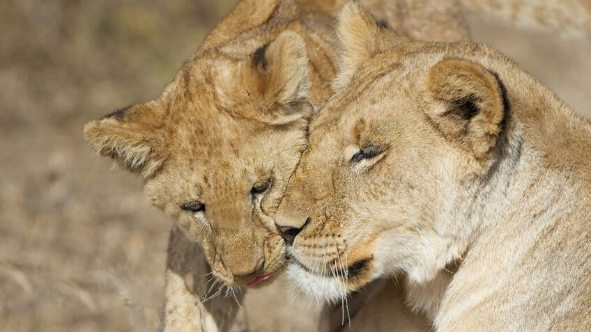 lions-tanzanie-instant-magique