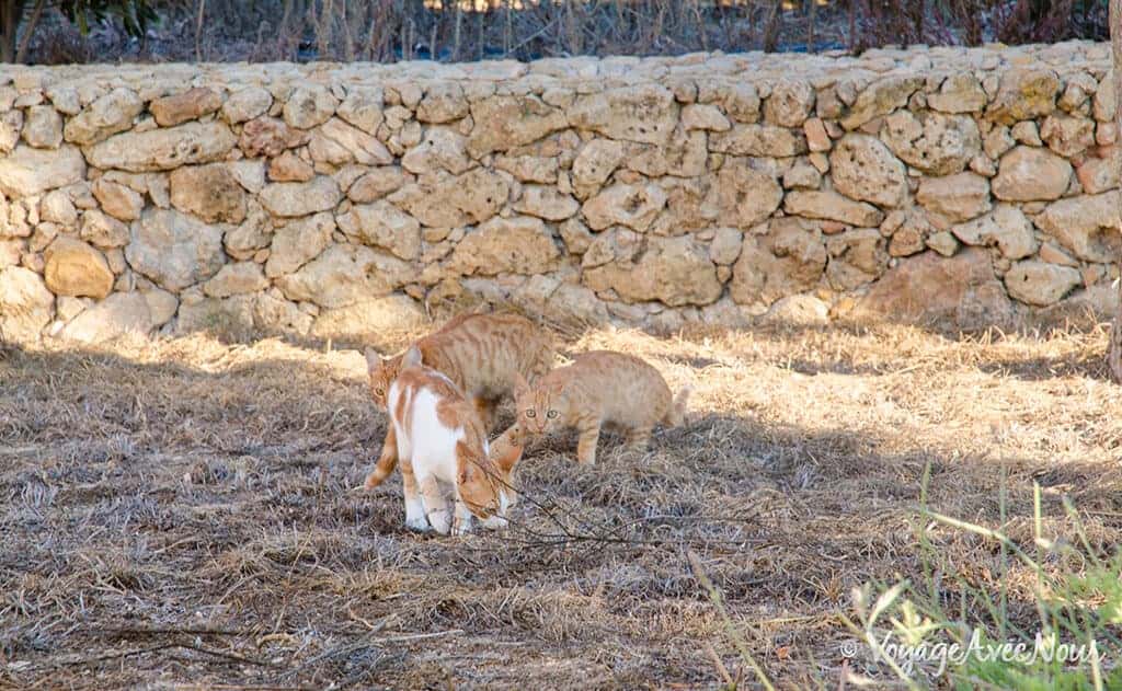 chats-gozo