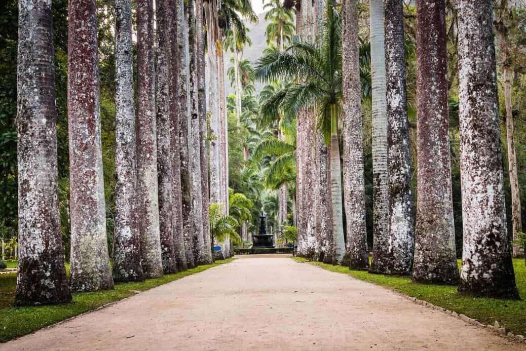 jardin-botanique-rio-de-janeiro