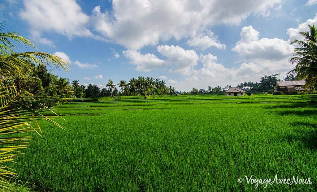 rizieres ubud bali