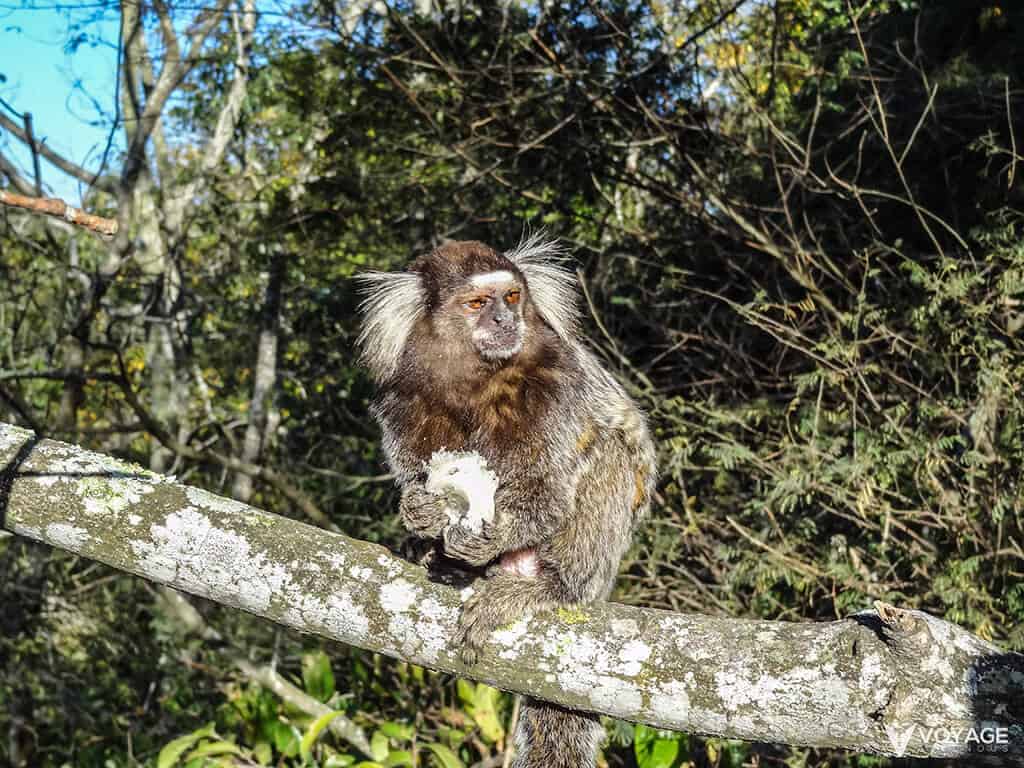 singe-pain-de-sucre