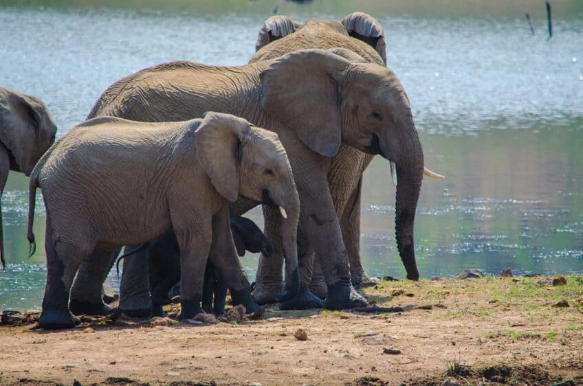 Elephants