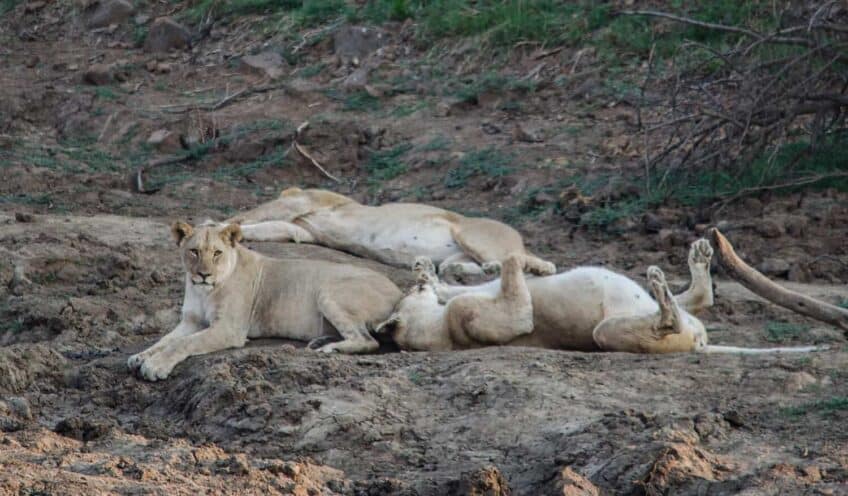 Lion