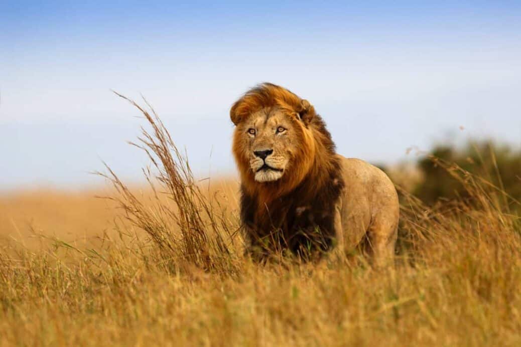 Lion_Serengeti