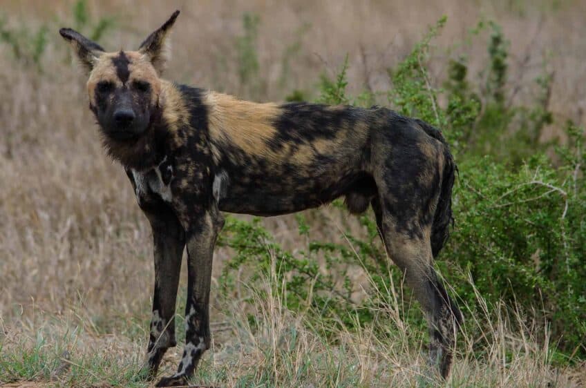 Wilddog