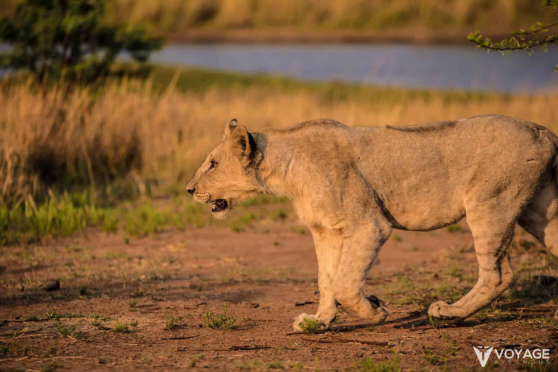 lion safari kruger afrique du sud