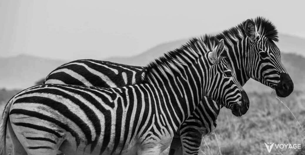 zebres-kruger-national-park