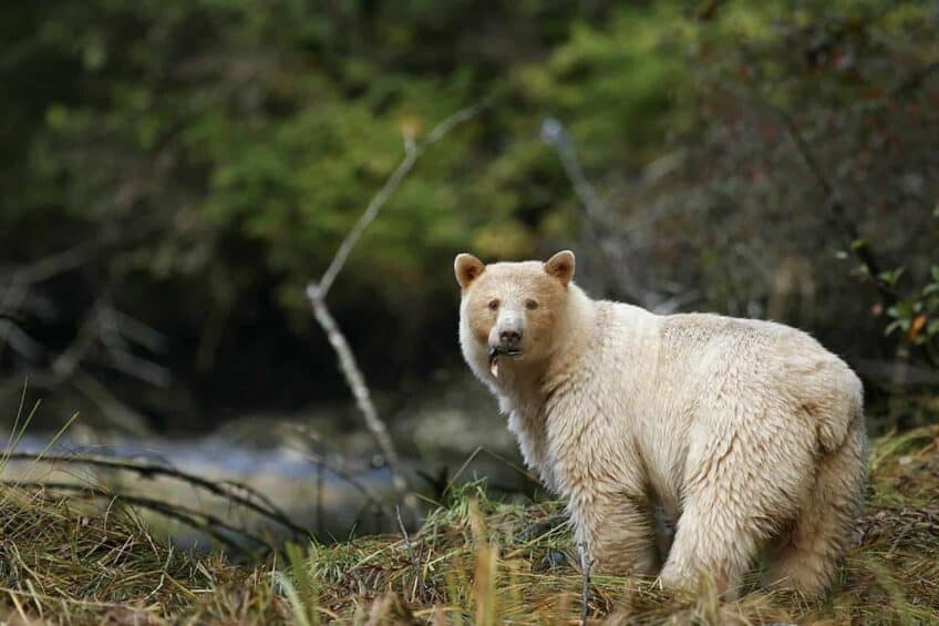 ours-blanc-colombie-britannique